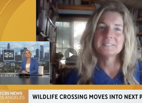 Video: CBS News – Wildlife crossing over 101 Freeway moves into next phase Video: CBS News – Wildlife crossing over 101 Freeway moves into next phase