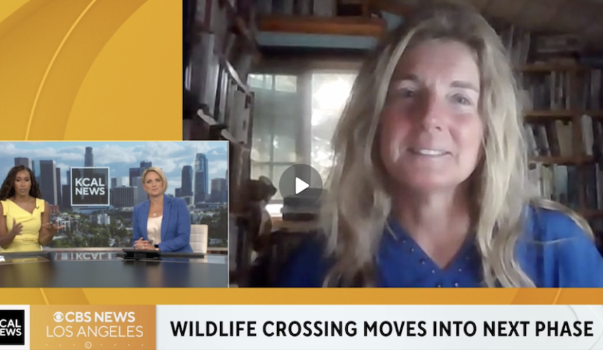 Video:   CBS News – Wildlife crossing over 101 Freeway moves into next phase