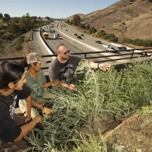The world’s largest wildlife crossing is finally getting plants. Animals are a year away The world’s largest wildlife crossing is finally getting plants. Animals are a year away