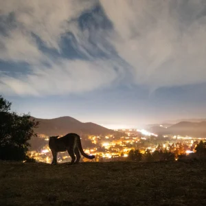 Can Mountain Lions Survive as Humans Close In? California Is Trying to Find a Way.
