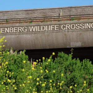 How the world’s largest wildlife crossing became the target of right-wing hate