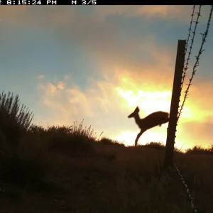 US 395 is a stunning mountain highway. It’s also one of the deadliest for Calif. wildlife.